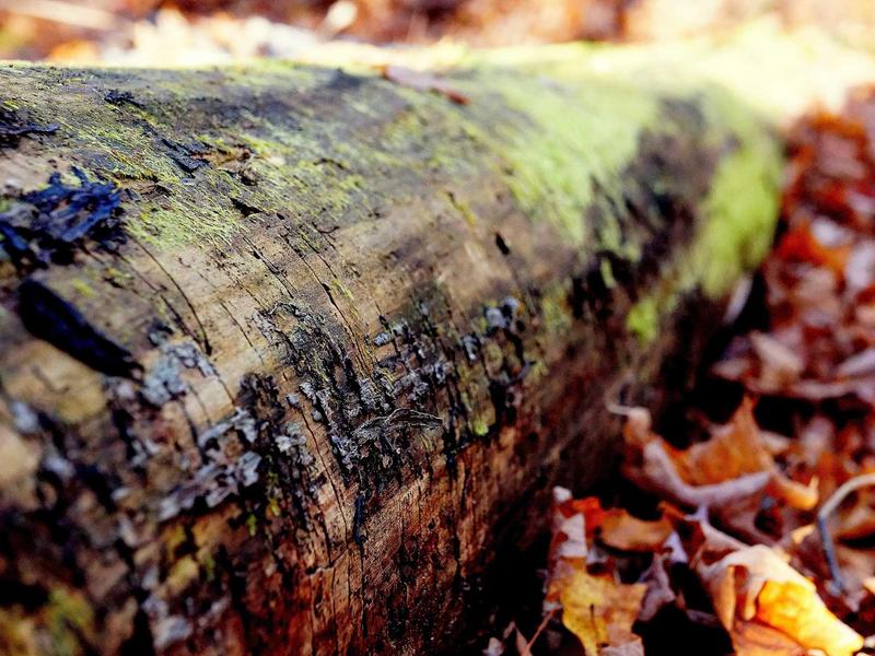 sudoku simple coloring screenshot 6